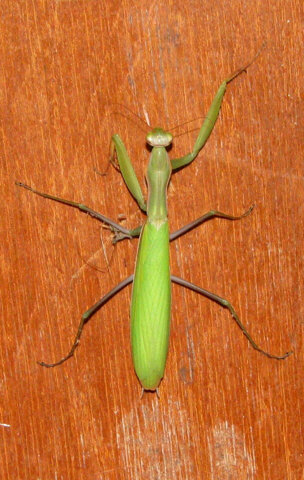 Mantis religiosa moneymore ontario