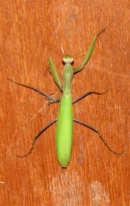 Mantis religiosa moneymore ontario photo