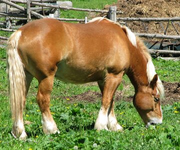 Draft horse marlbank ontario
