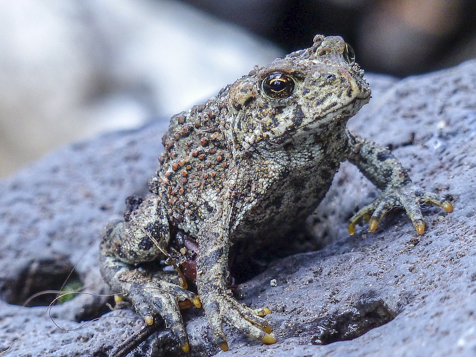 Close-up creature nature photo