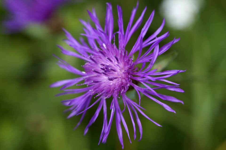 Purple blossom bloom photo