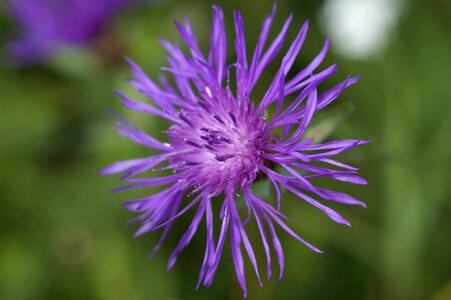 Purple blossom bloom