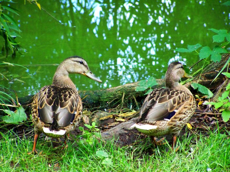 Mallards waterfowl nature