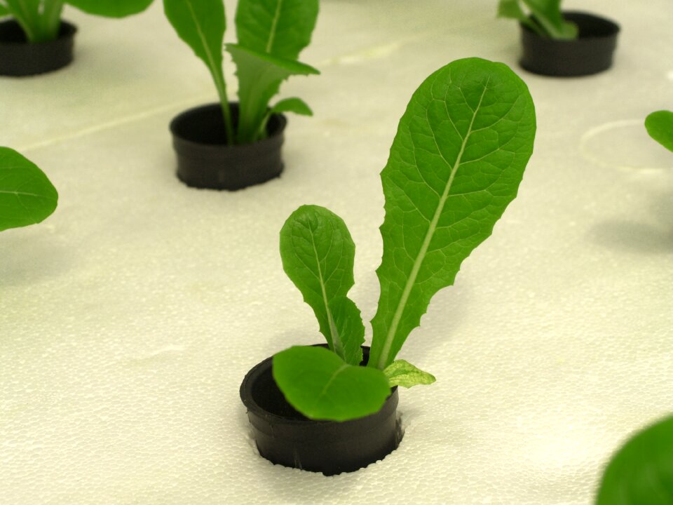 Produce lettuce grow