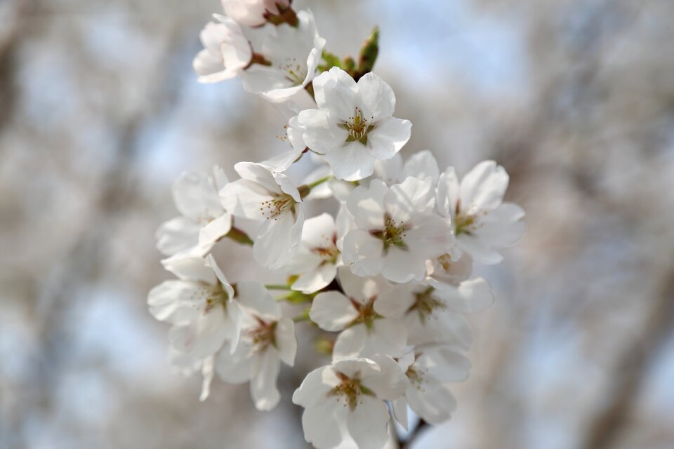 Cherry blossom spring petal