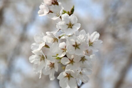 Cherry blossom spring petal