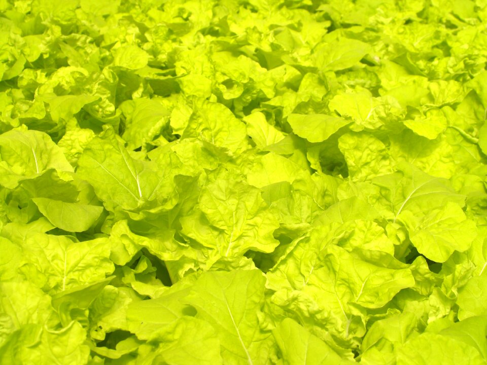 Produce lettuce grow
