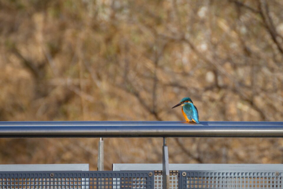 Plumage colorful railing