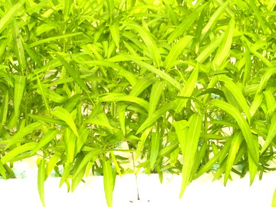 Produce lettuce grow