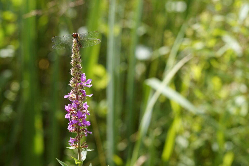 Flight insect insect wetlands