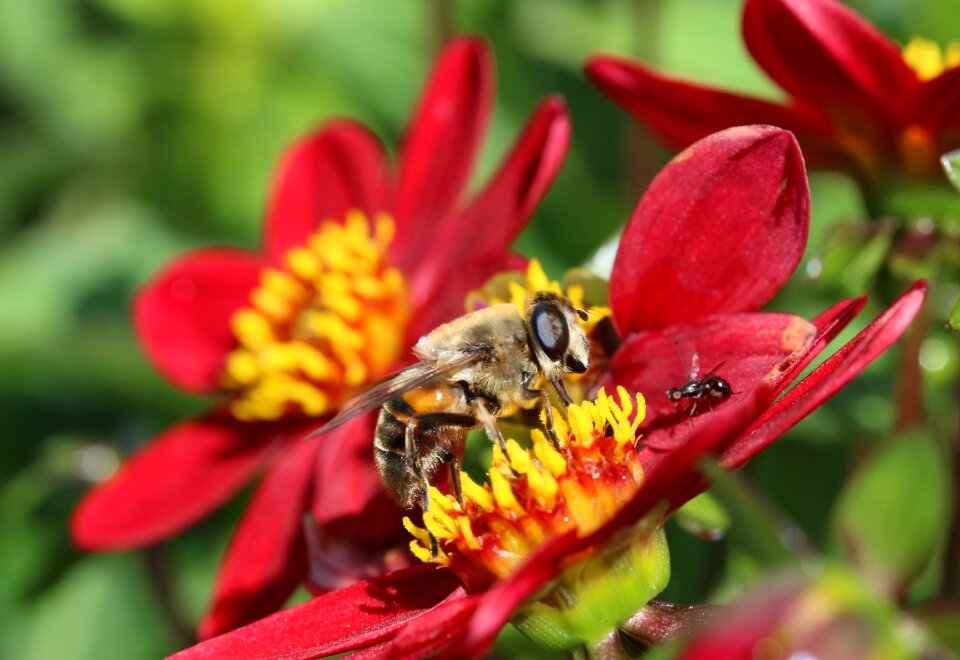 Nectar search collect nectar dahlia