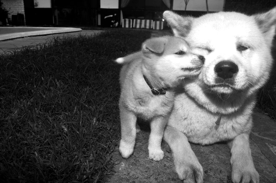 Animals family love