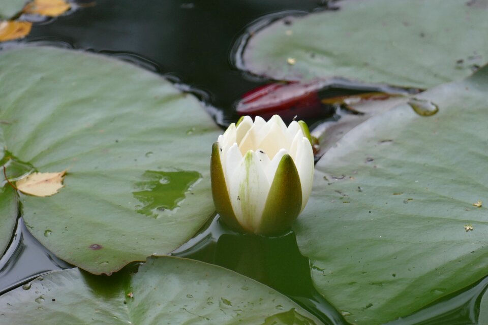 Bloom pond white