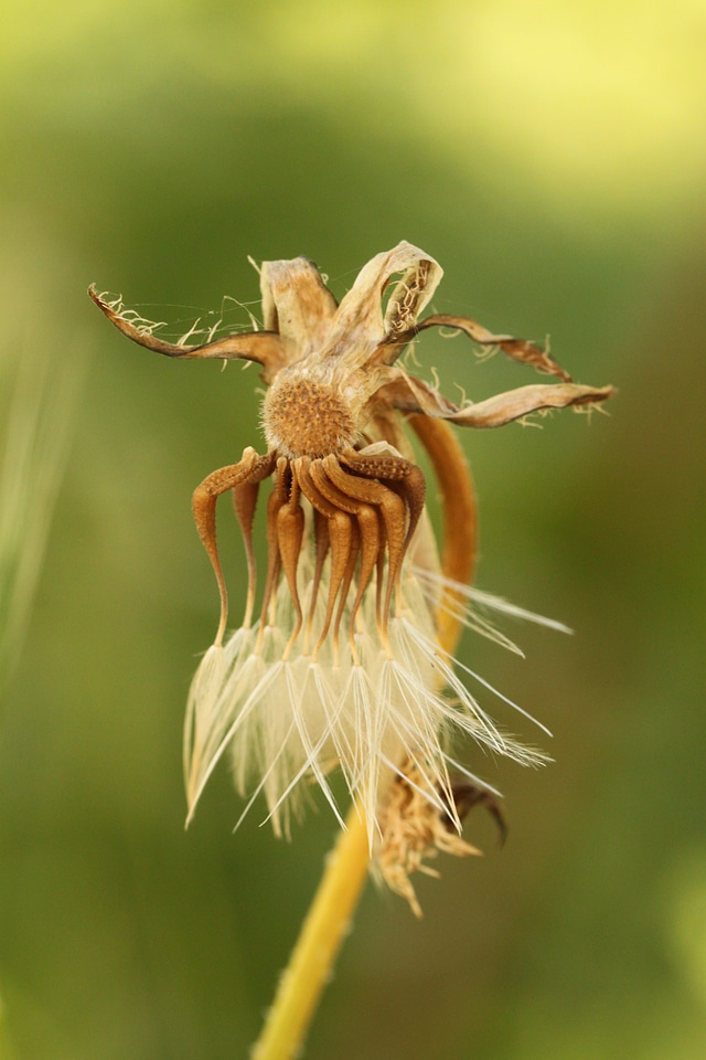 Roadside grassland plants nature