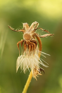Roadside grassland plants nature