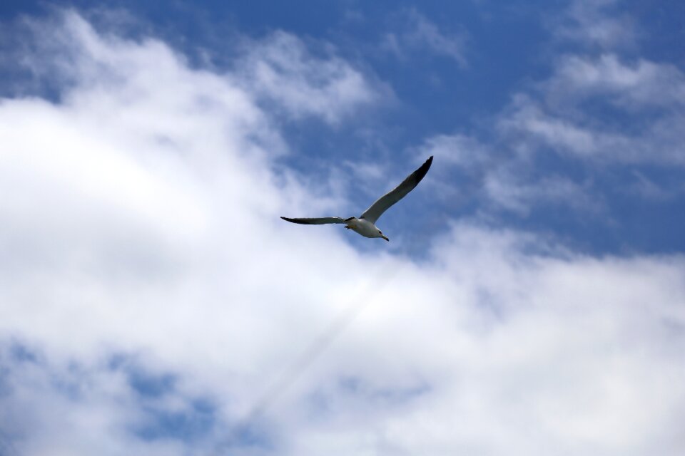 Emergency flight new