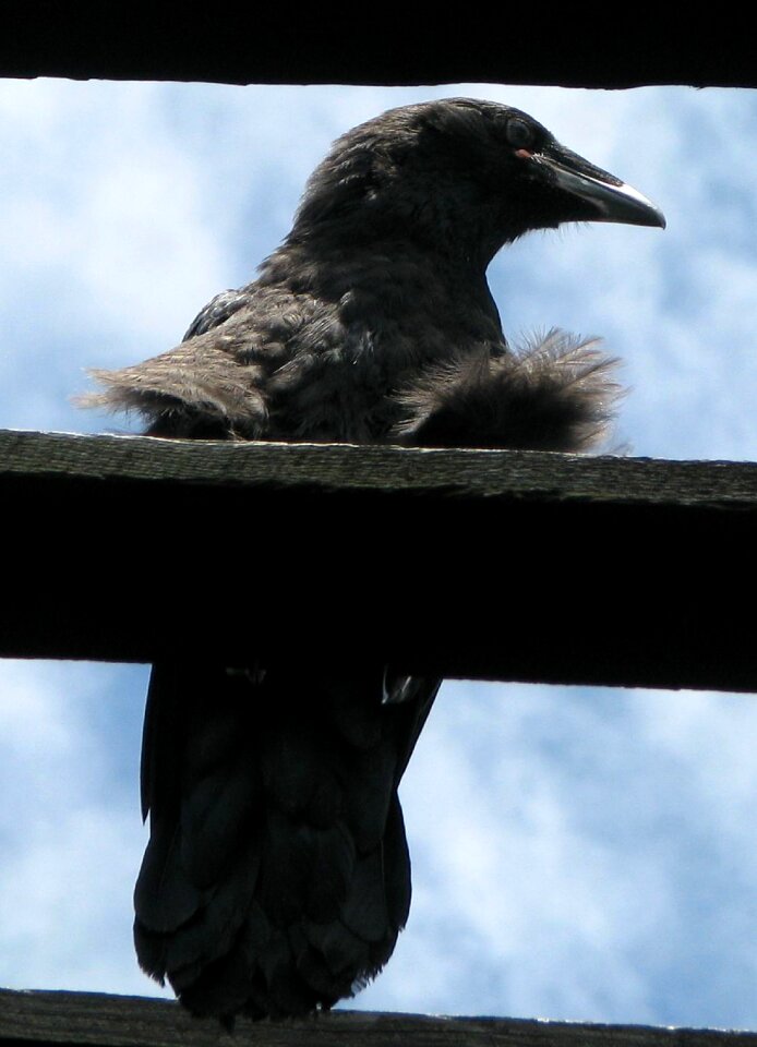 Silhouette juvenile ravenling photo