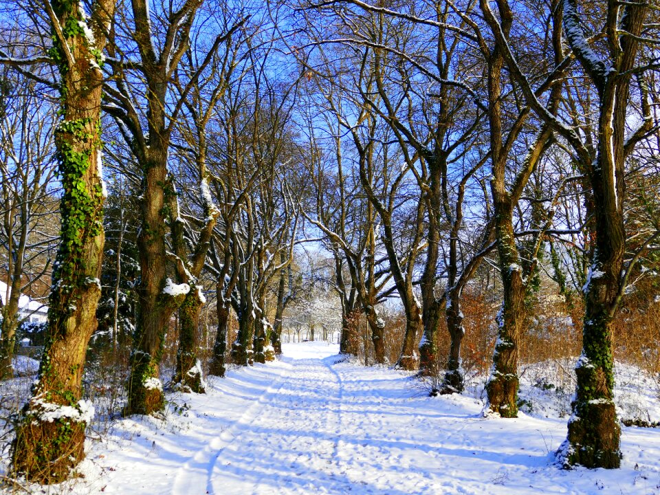 Cold winter trees trees