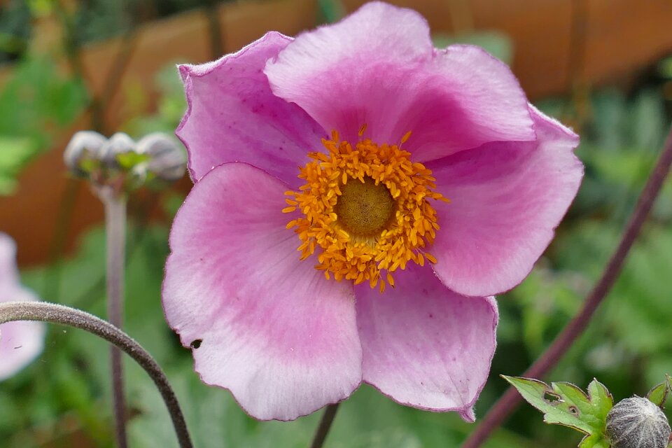 Plant flower macro photography
