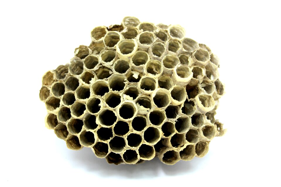Insect work breed