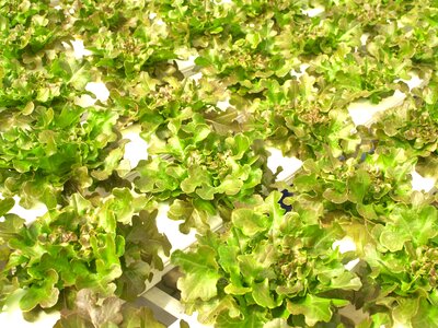 Produce lettuce grow