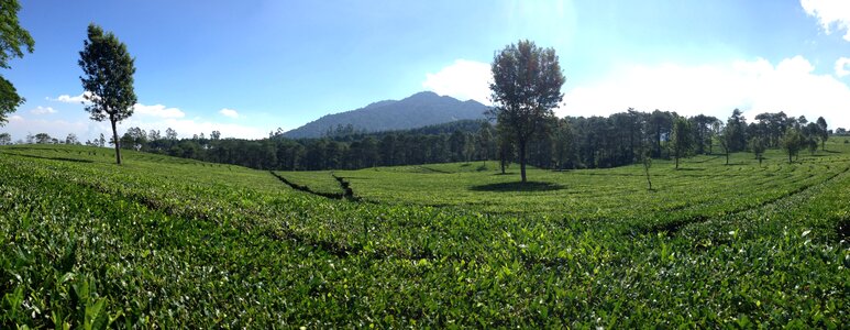Indonesia green tea photo