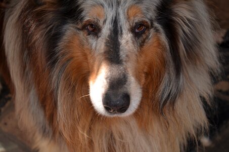 Collie front look