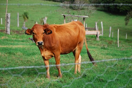 Boi pasture rural