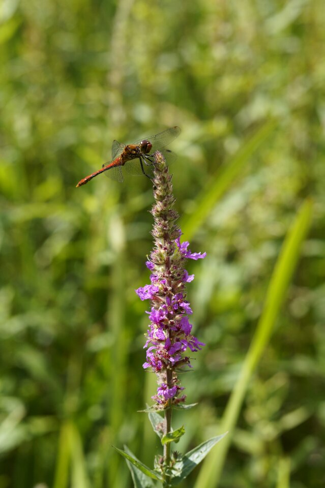 Flight insect insect wetlands