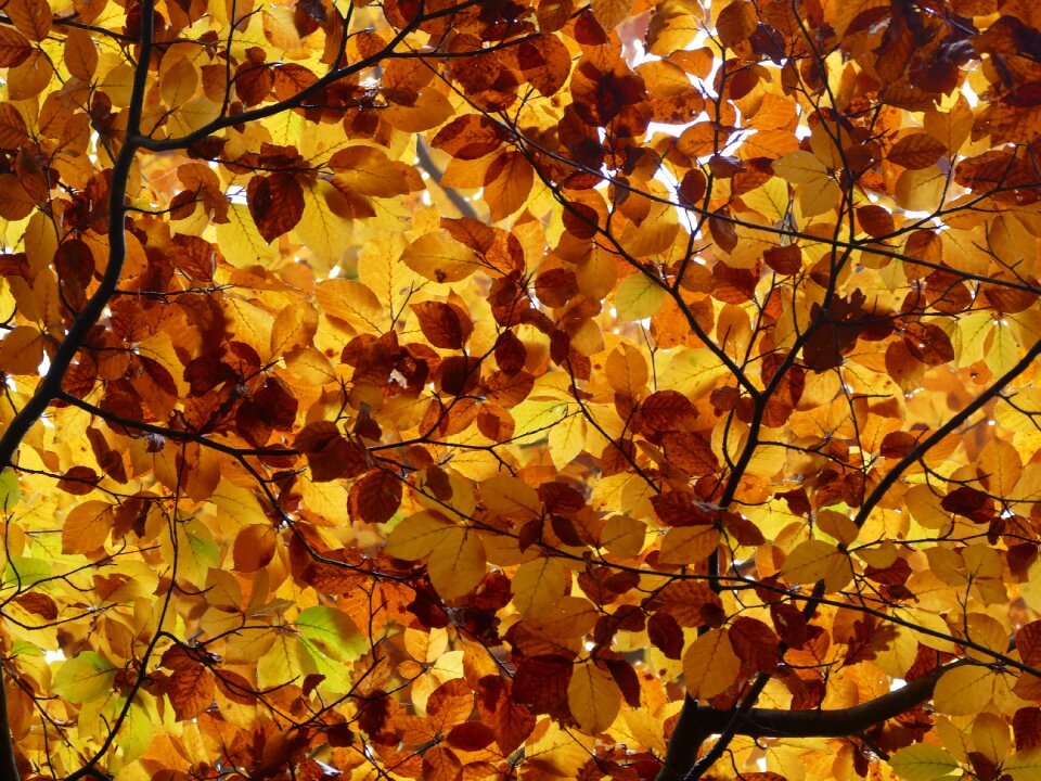 Golden autumn leaves in the autumn fall foliage photo