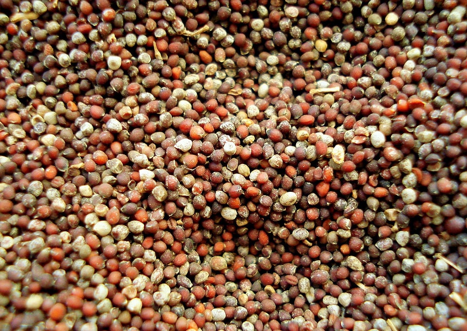 Mustard seed spice