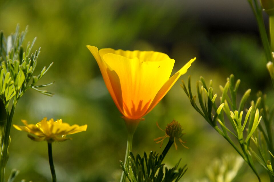 Sun yellow orange