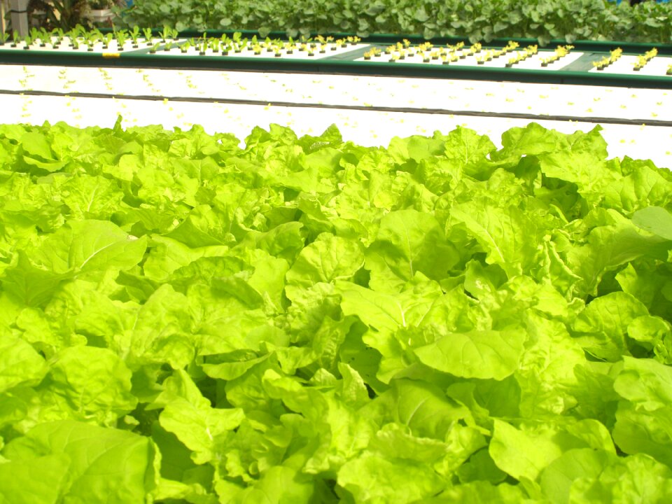 Produce lettuce grow