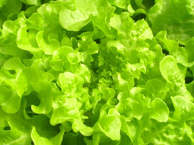 Produce lettuce grow