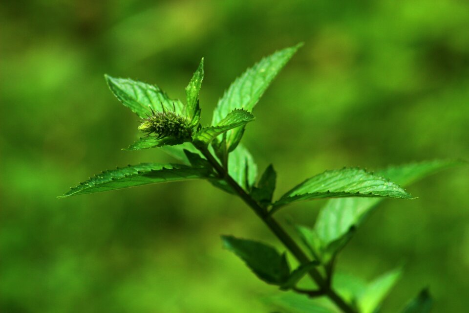 Nature garden plants