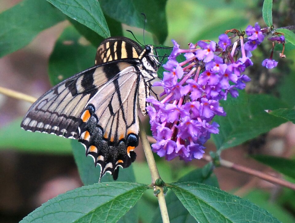 Insect animal flower photo