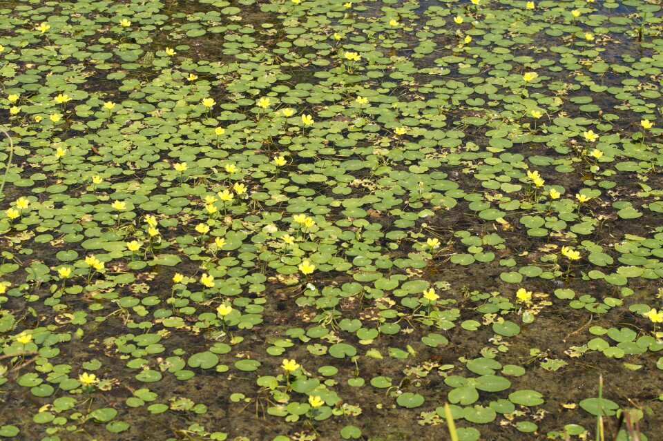 Bloom nuphar water lilies