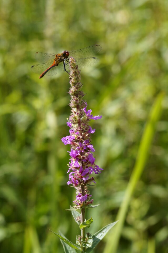 Flight insect insect wetlands