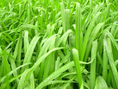 Grass green dew photo