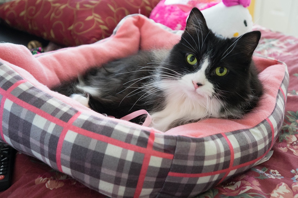 Feline animal pink