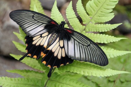 Zupthen butterfly cash