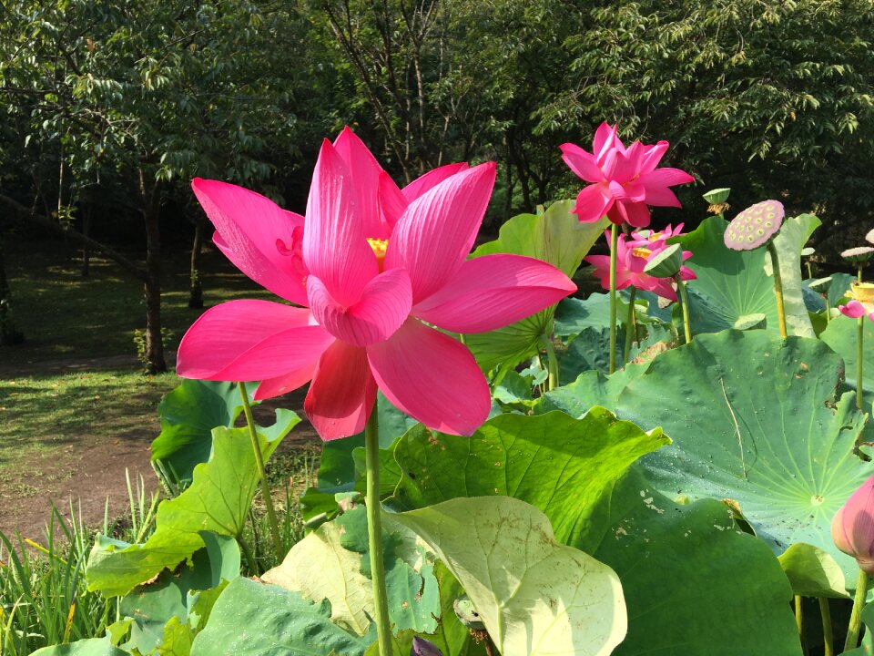 Park powder flora