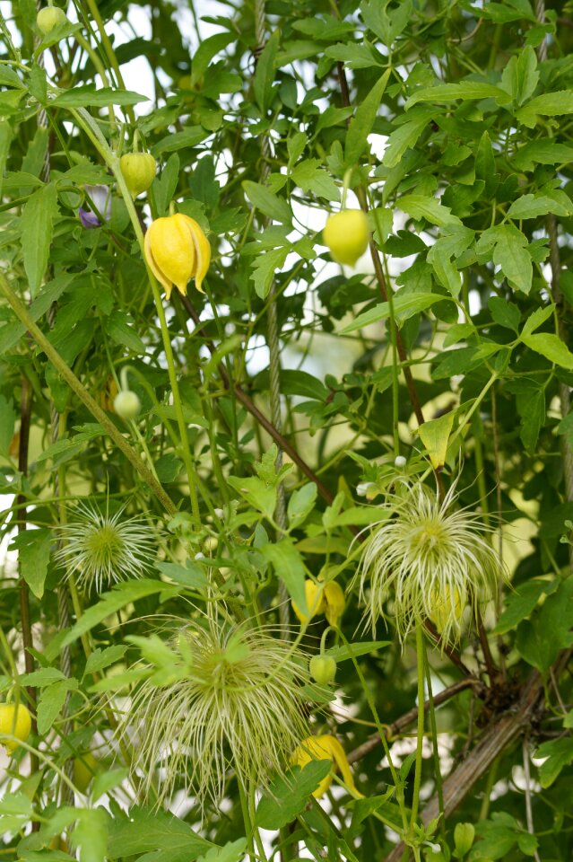 Climber plant plant nature