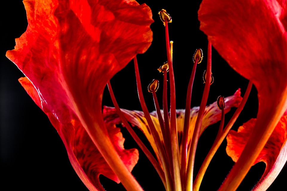 Blossom bloom red