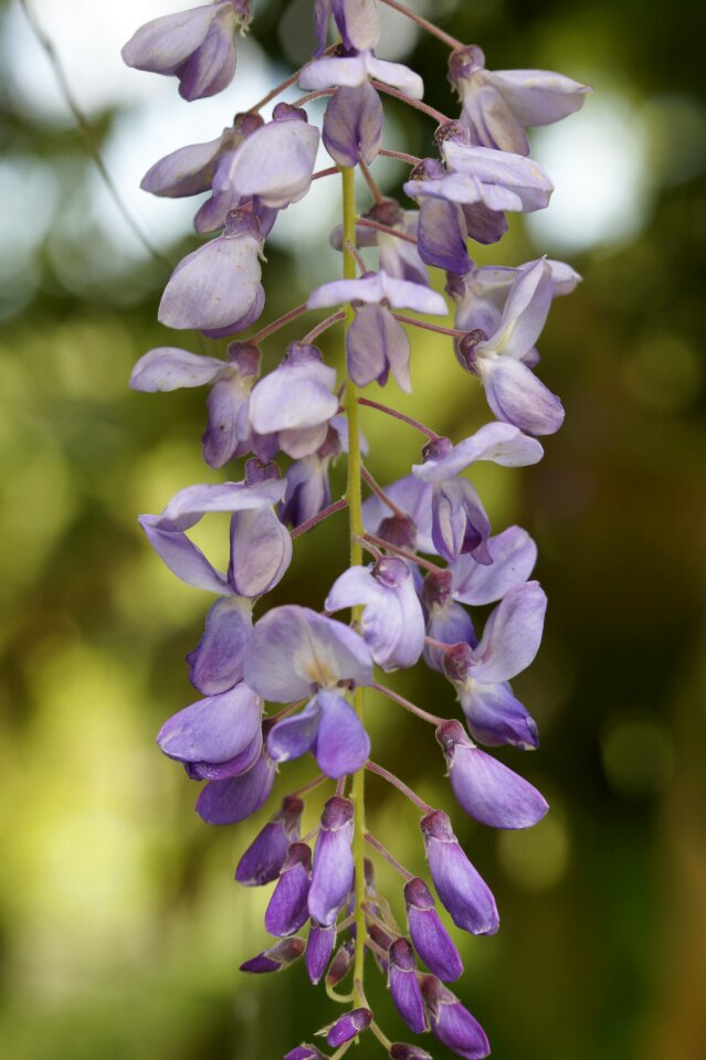 Bloom flower blue rain