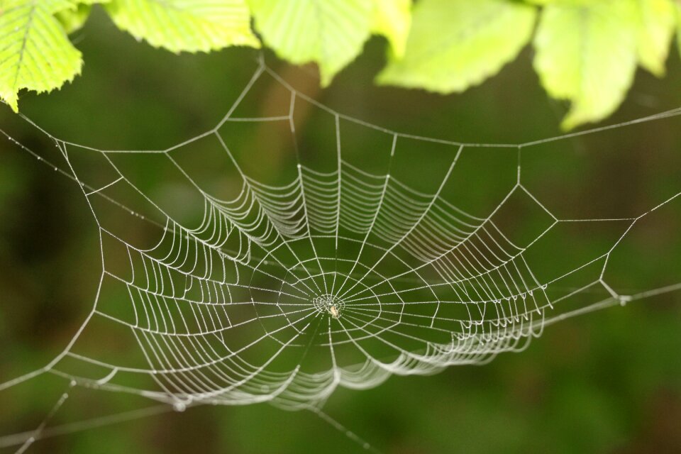 Dewdrop spider web with water beads spider