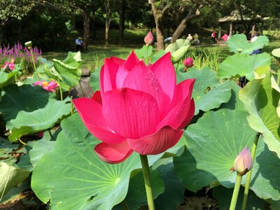 Park powder flora