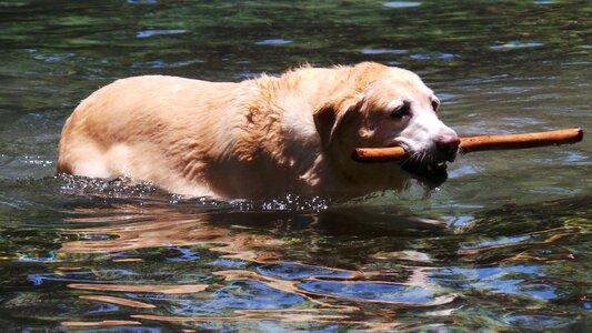 Summer animal pet