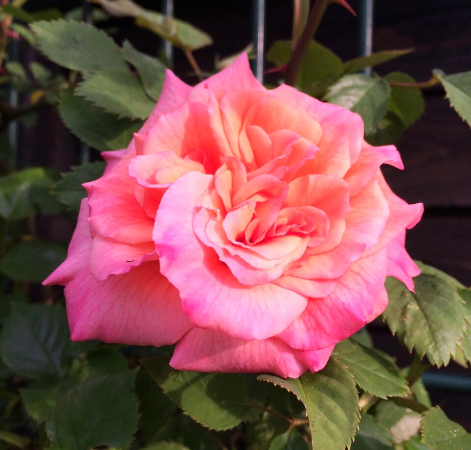 Blossom bloom pink rose
