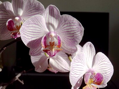 The phalaenopsis orchid tropical flower